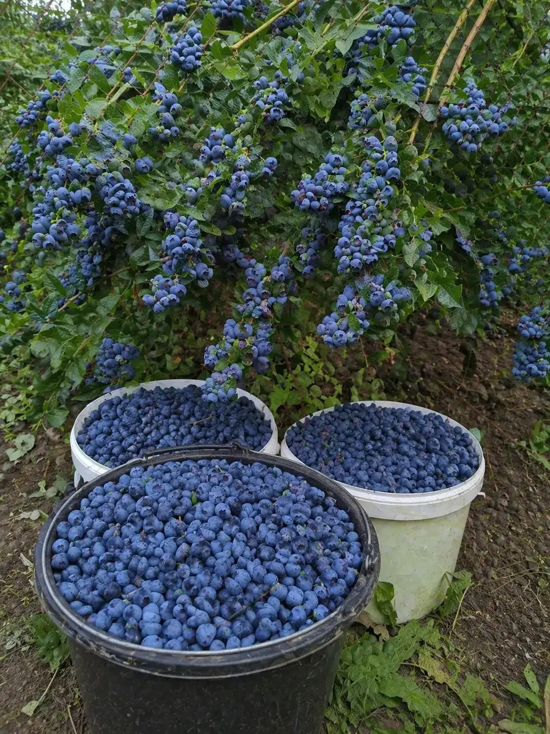 Лохина Мелана фото 5