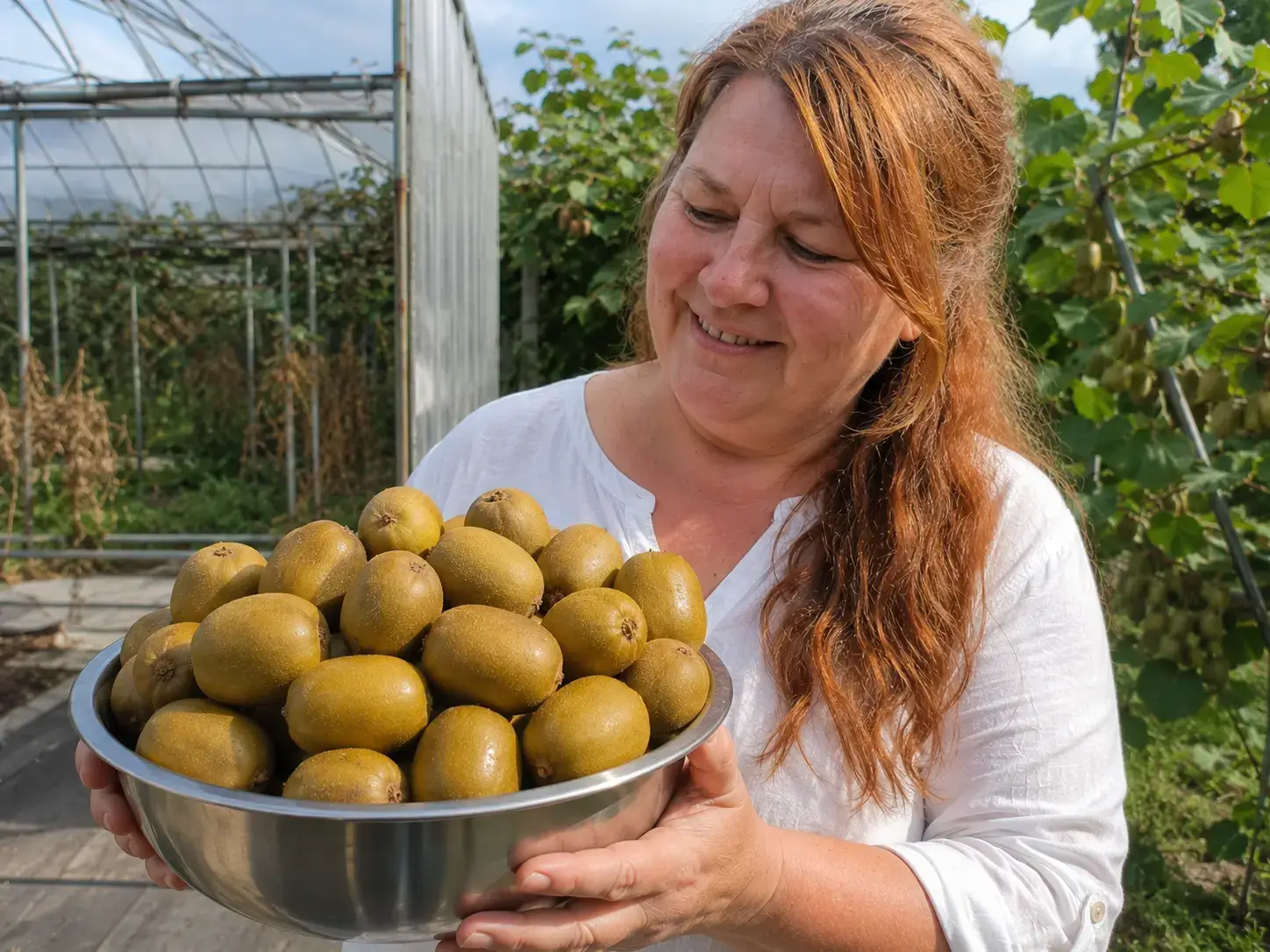 Саджанці ківі Херсонський жовтий