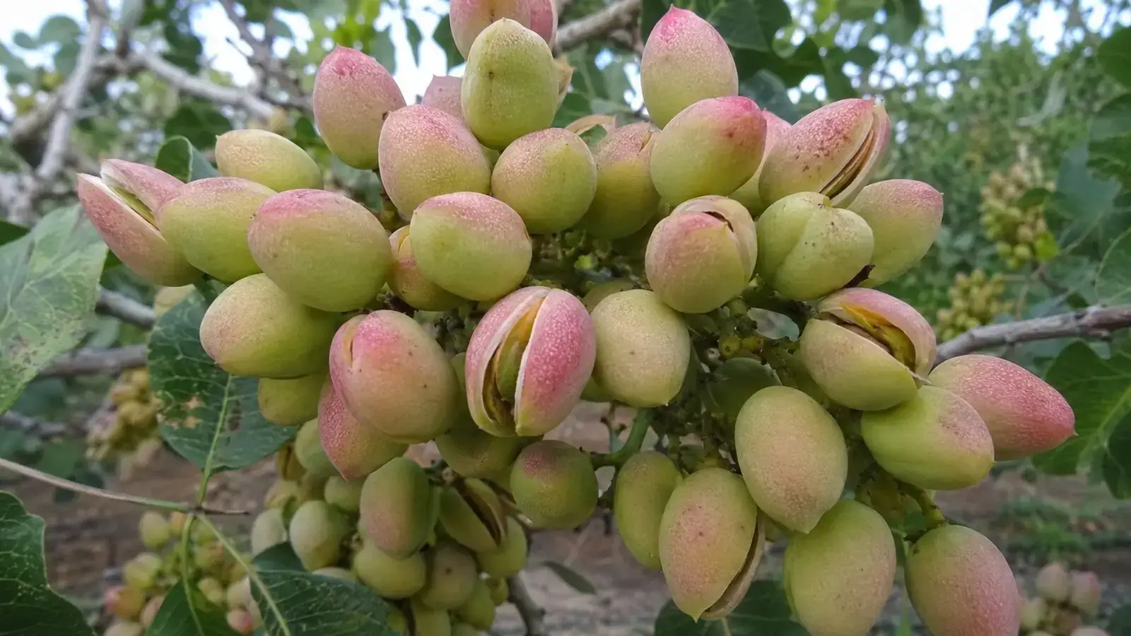 Фото: грона зелених фісташок на гілці крупним планом, шкаралупа частково розкрита, видно зелене ядро