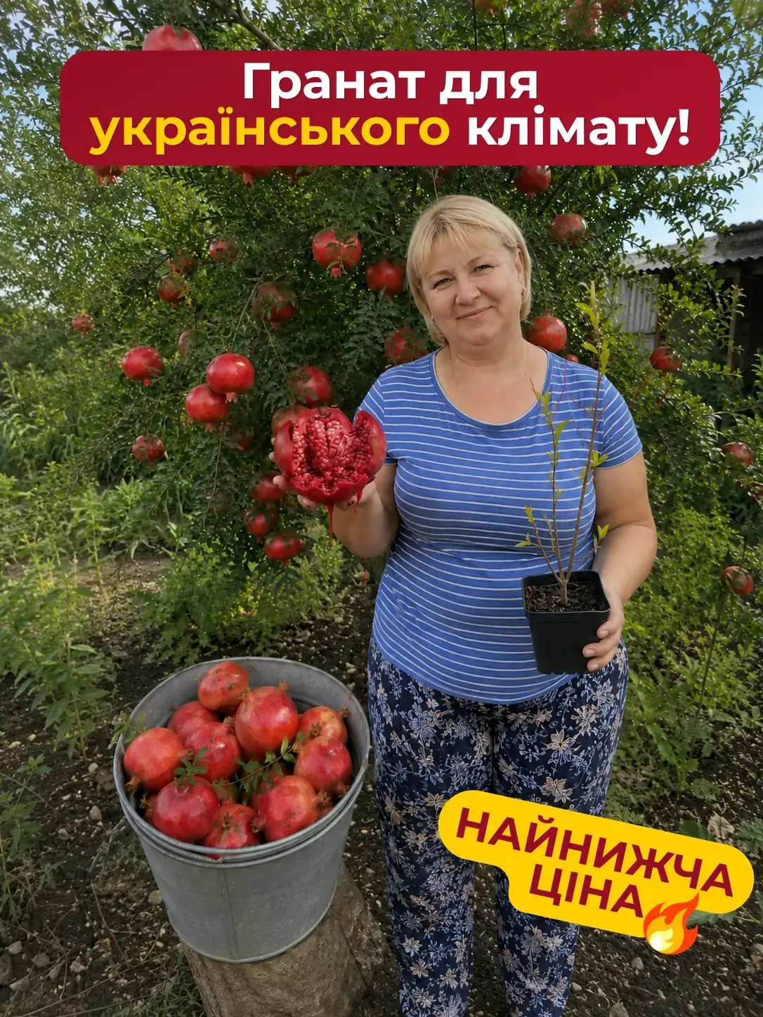 Гранат «Рубінова Зірка» — розрізаний плід, рубінове зерно